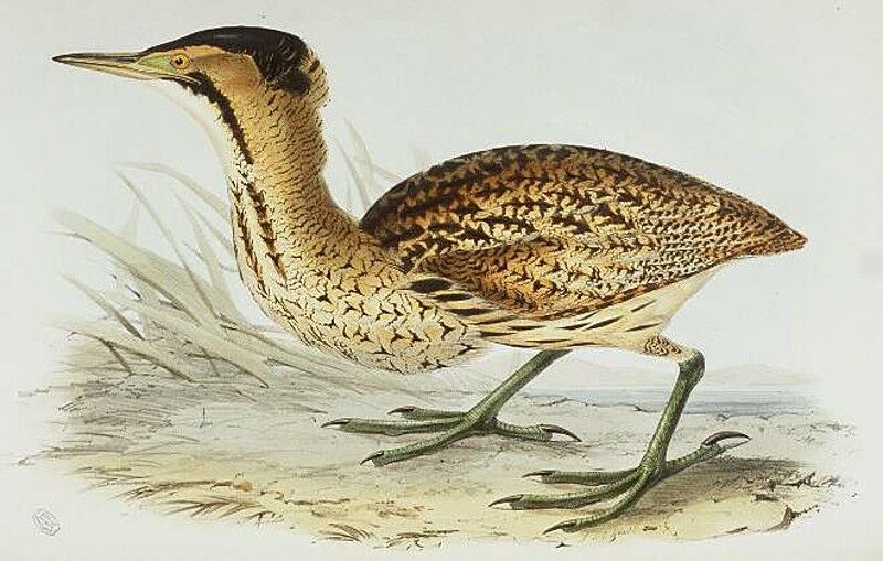 Eurasian Bittern