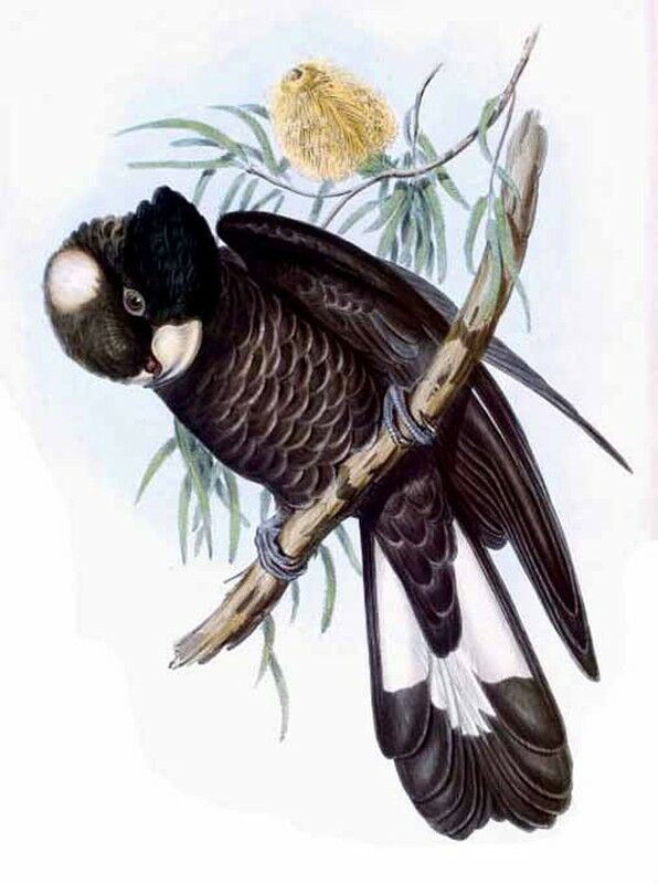 Baudin's Black Cockatoo