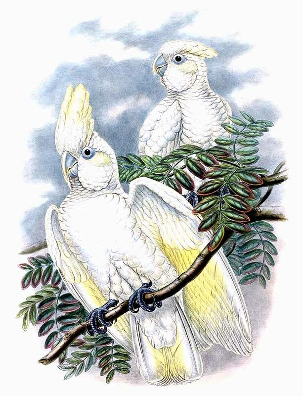 Solomons Corella