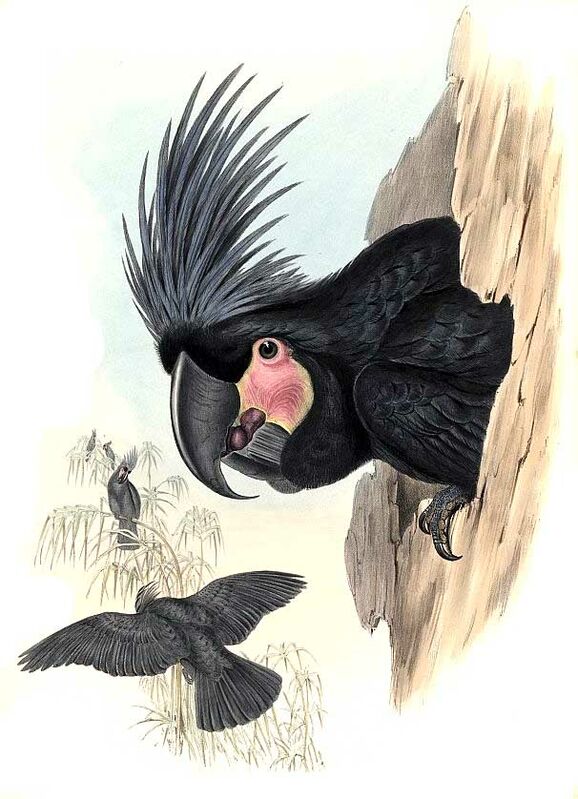 Palm Cockatoo