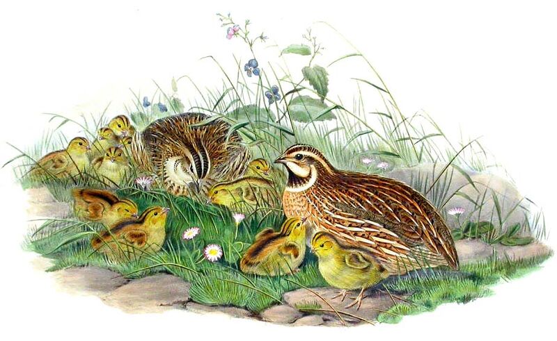 Common Quail