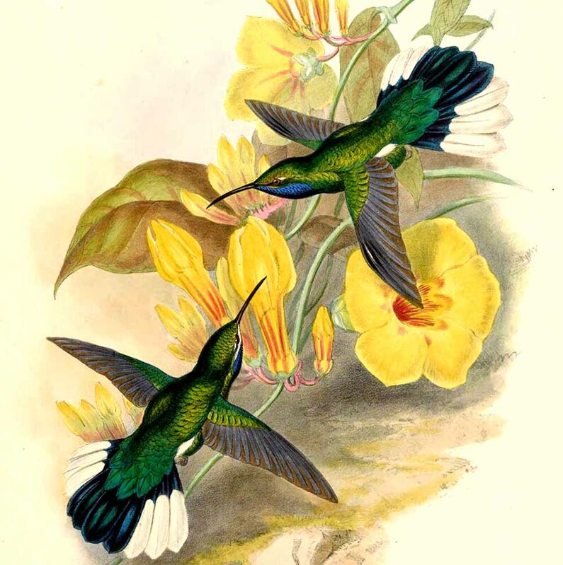 White-tailed Sabrewing