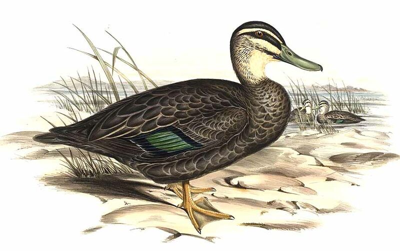 Pacific Black Duck