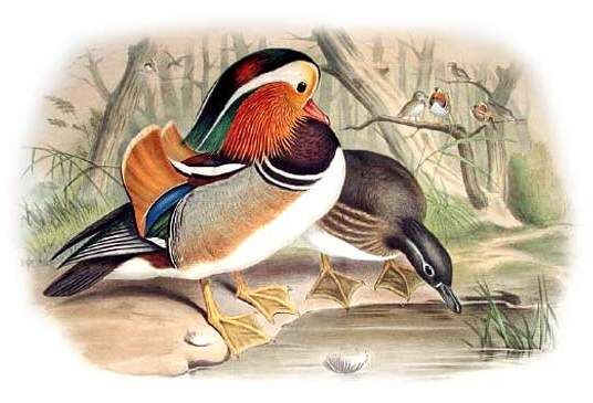 Canard mandarin