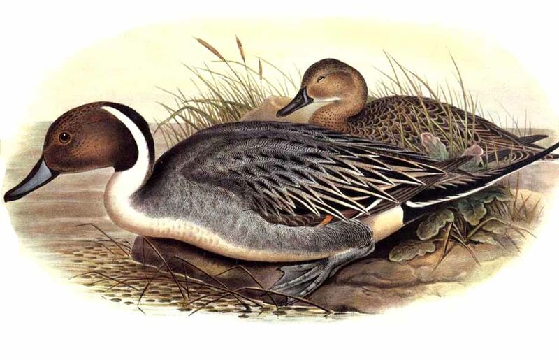 Northern Pintail