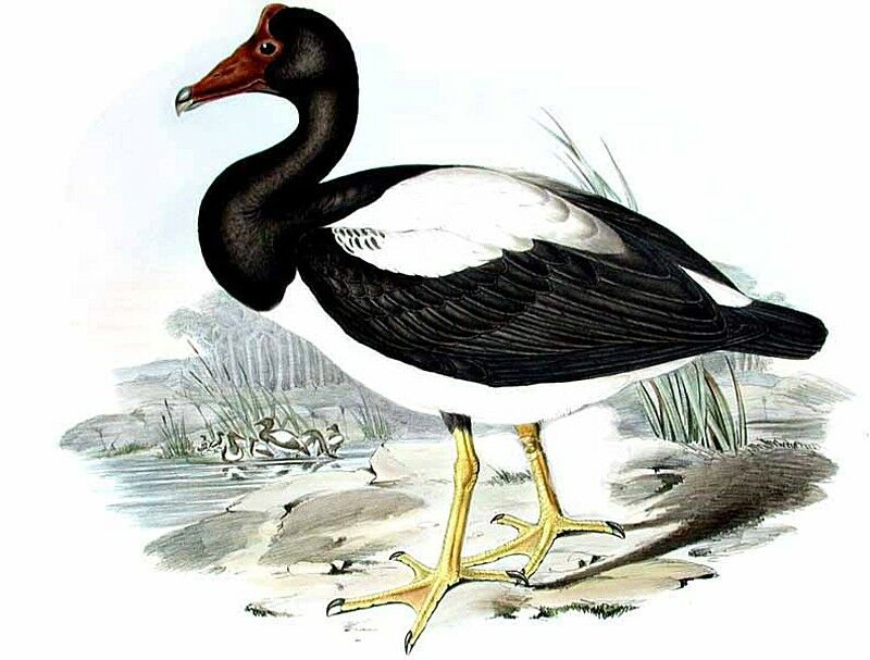 Magpie Goose