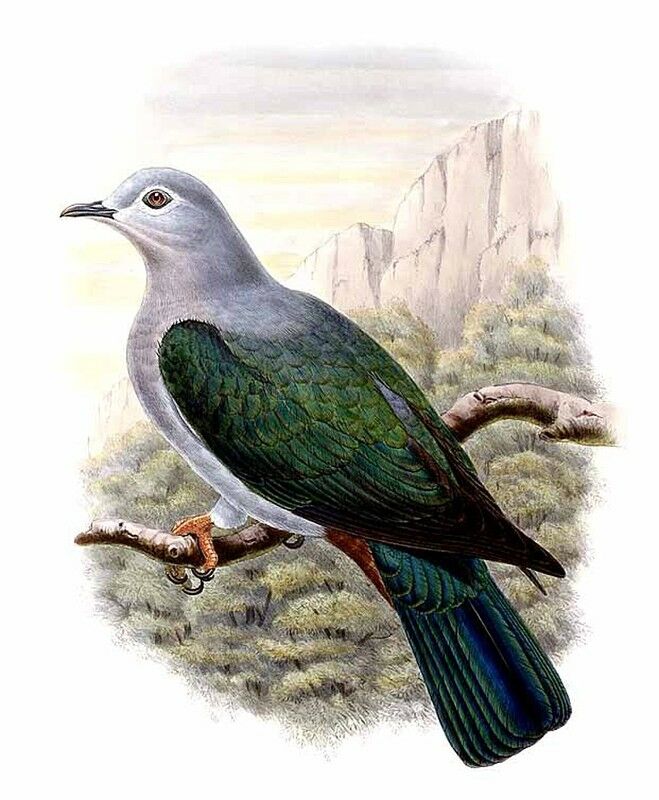 Island Imperial Pigeon