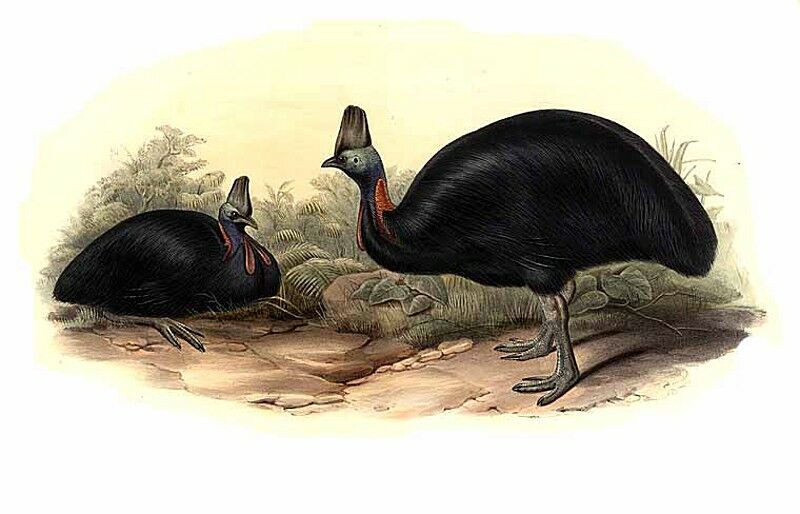 Southern Cassowary