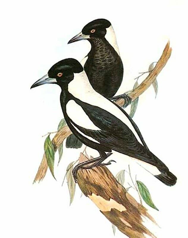 Australian Magpie