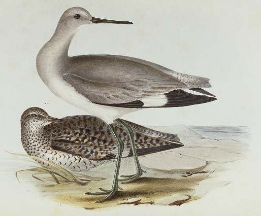 Willet