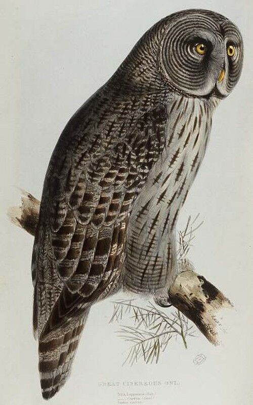 Great Grey Owl