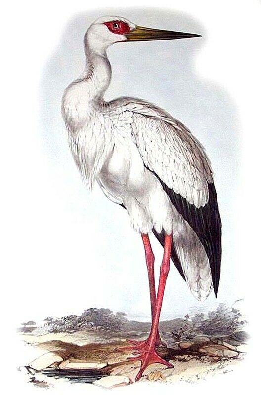 Maguari Stork