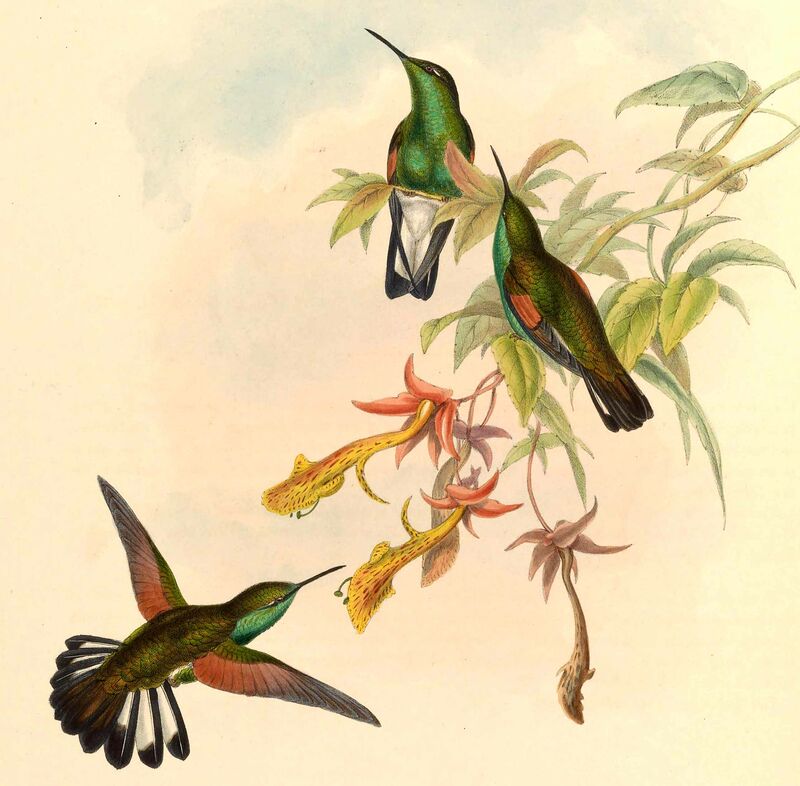 Colibri à épaulettes