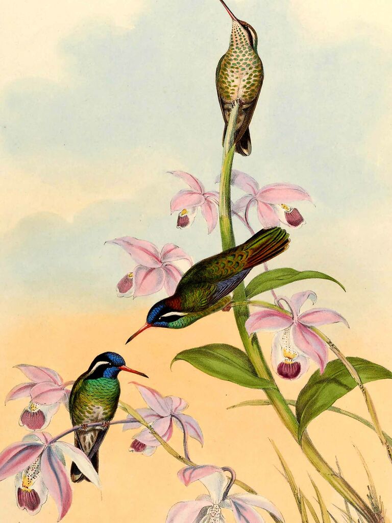 Colibri à oreilles blanches