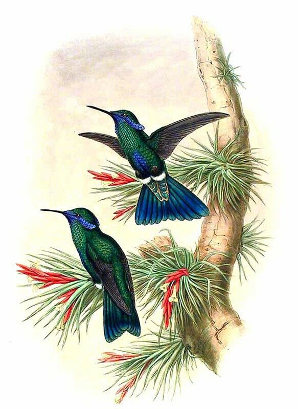 Sparkling Violetear