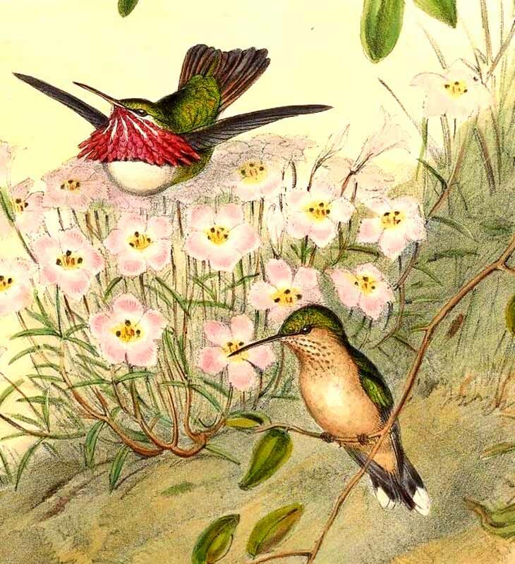 Colibri calliope