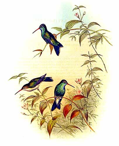 Colibri circé