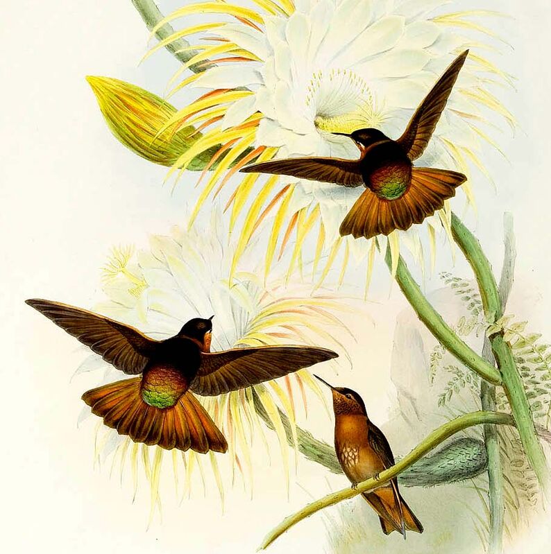 Colibri étincelant