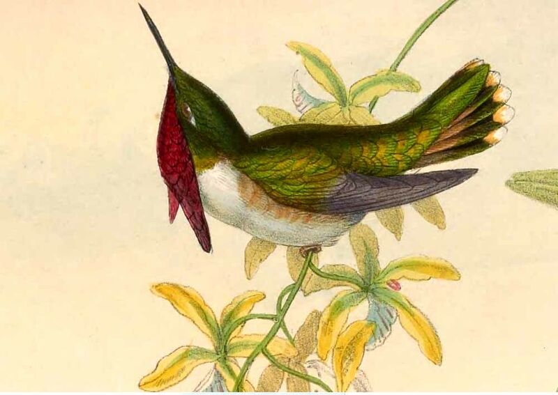 Colibri héloïse