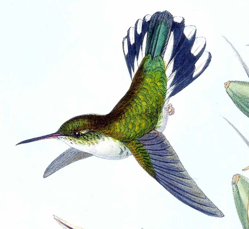 White-necked Jacobin