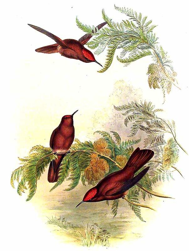 Colibri robinson