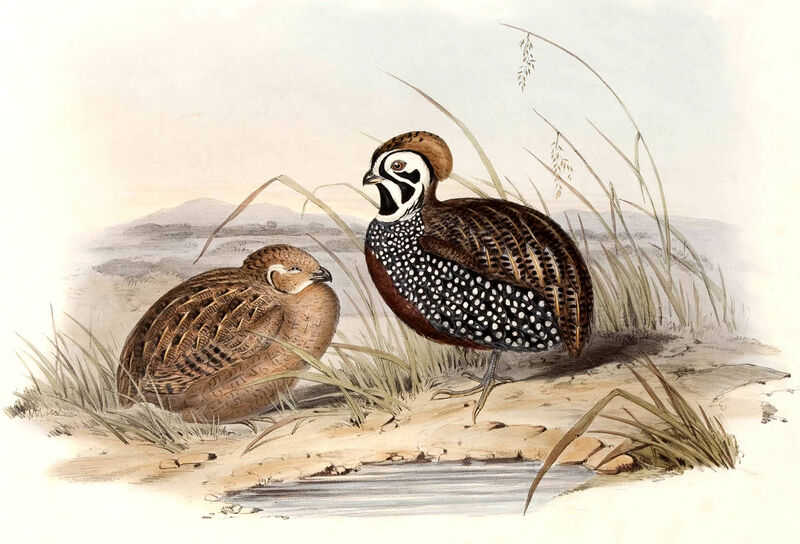 Montezuma Quail