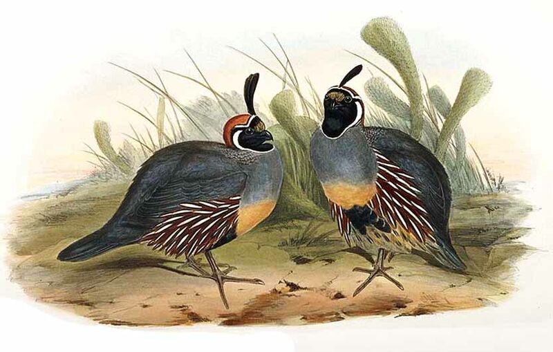 Gambel's Quail