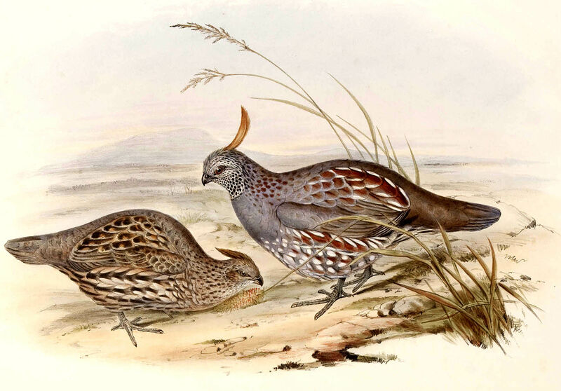 Elegant Quail