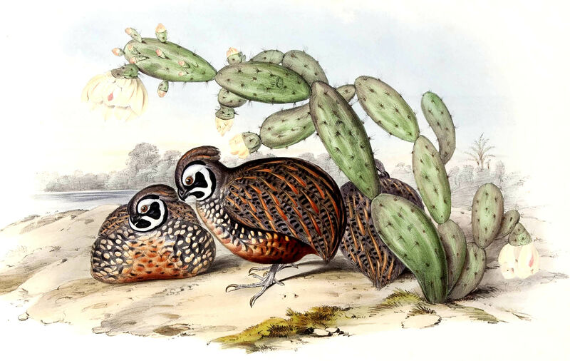 Ocellated Quail