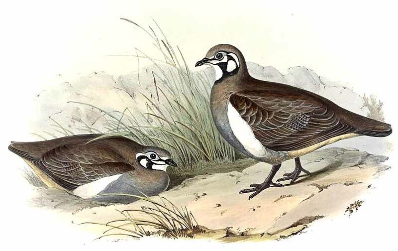 Squatter Pigeon