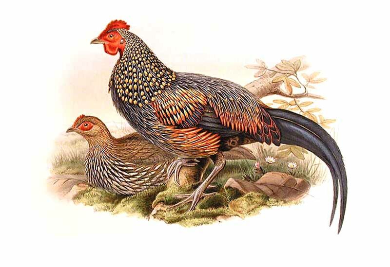 Coq de Sonnerat