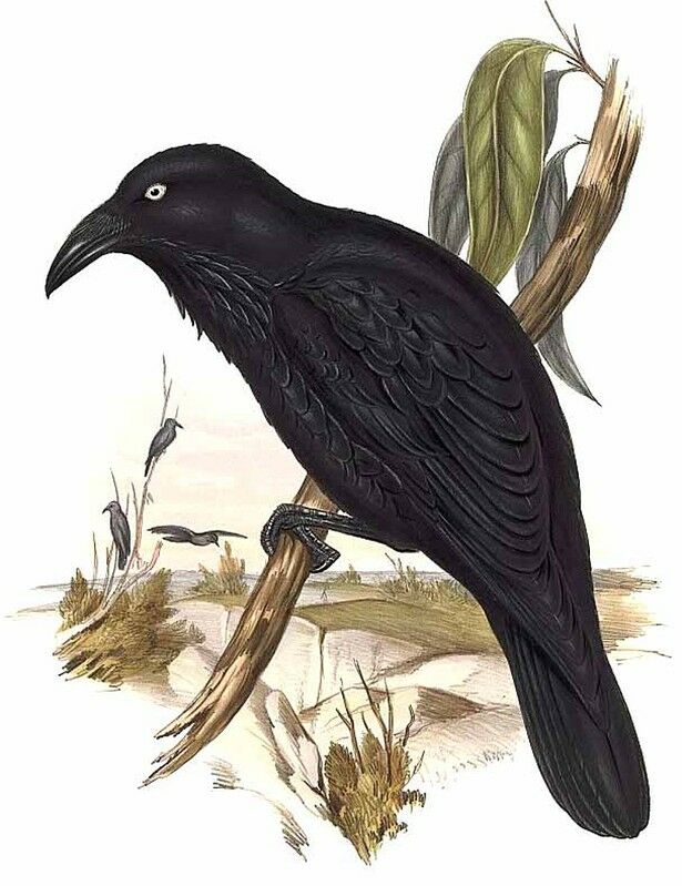 Australian Raven