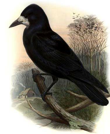 Corbeau freux