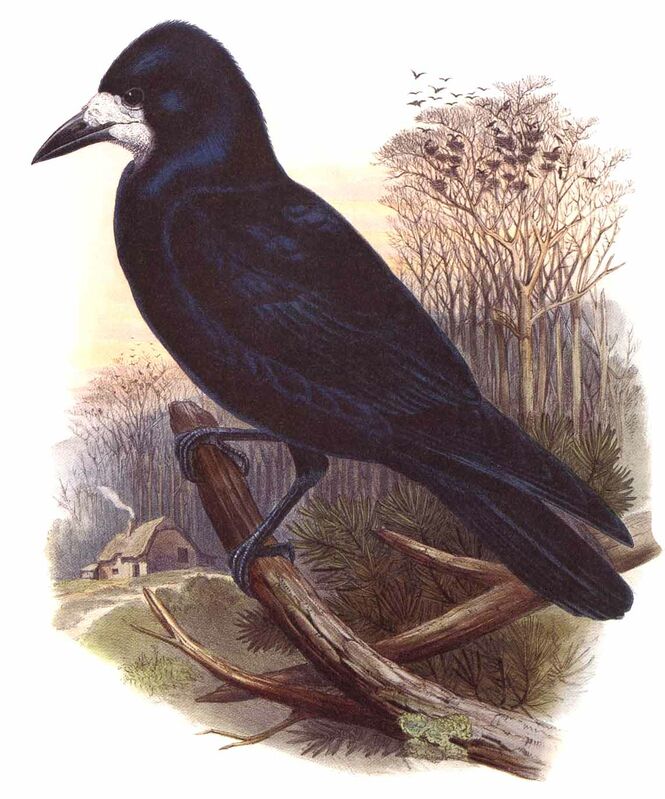 Corbeau freux