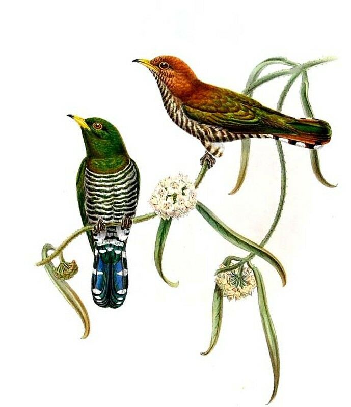 Asian Emerald Cuckoo