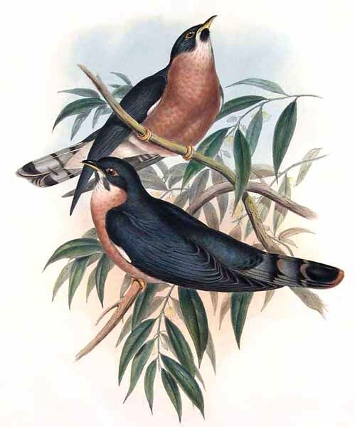 Malaysian Hawk-Cuckoo