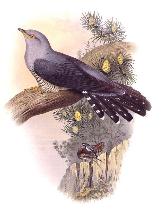 Common Cuckoo