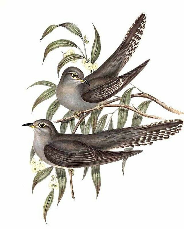 Pallid Cuckoo