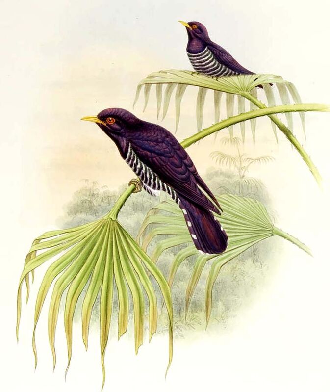 Violet Cuckoo