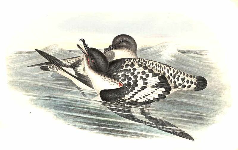 Pintado Petrel