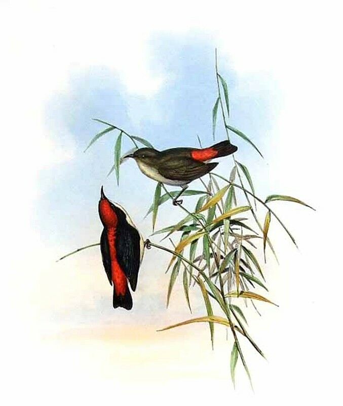 Scarlet-backed Flowerpecker