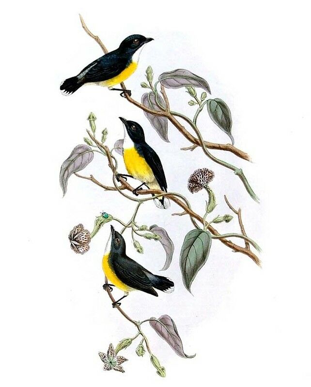 Legge's Flowerpecker