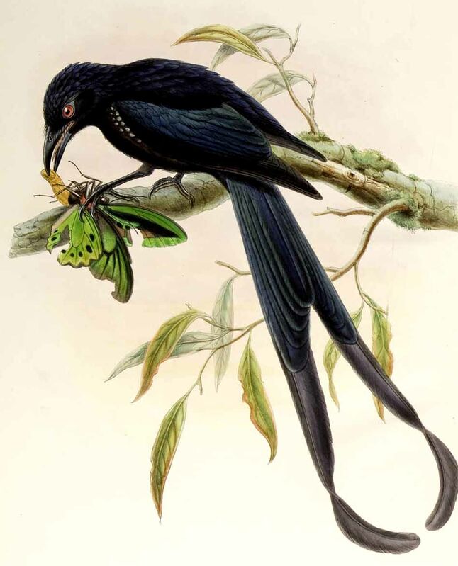 Drongo de Nouvelle-Irlande