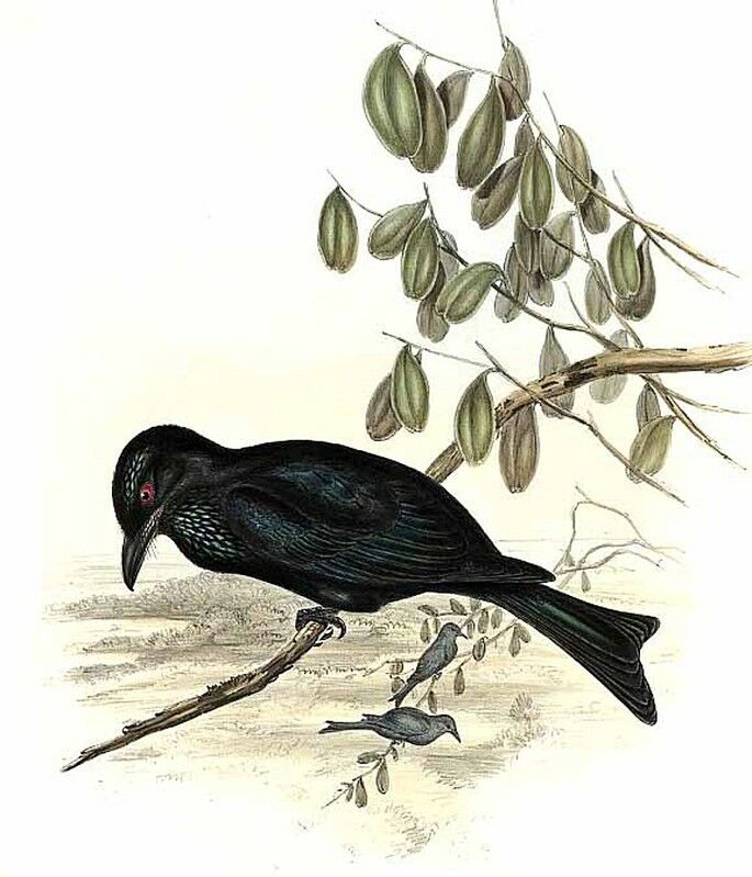 Drongo pailleté