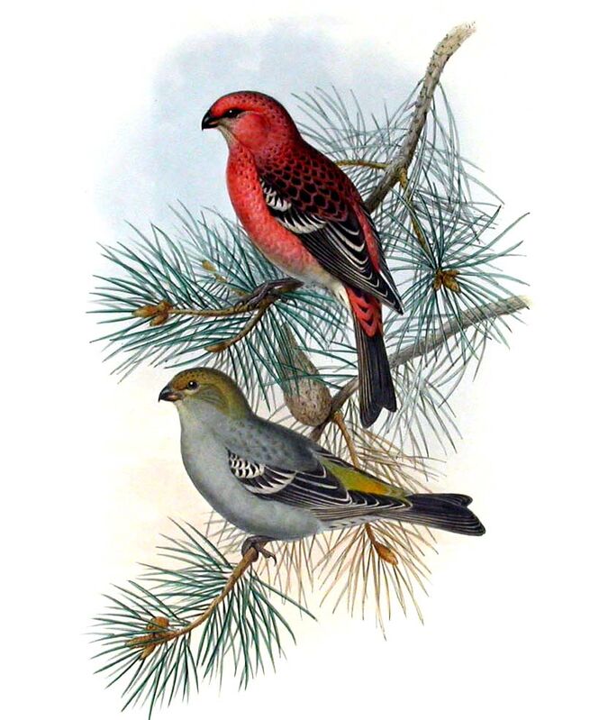 Pine Grosbeak