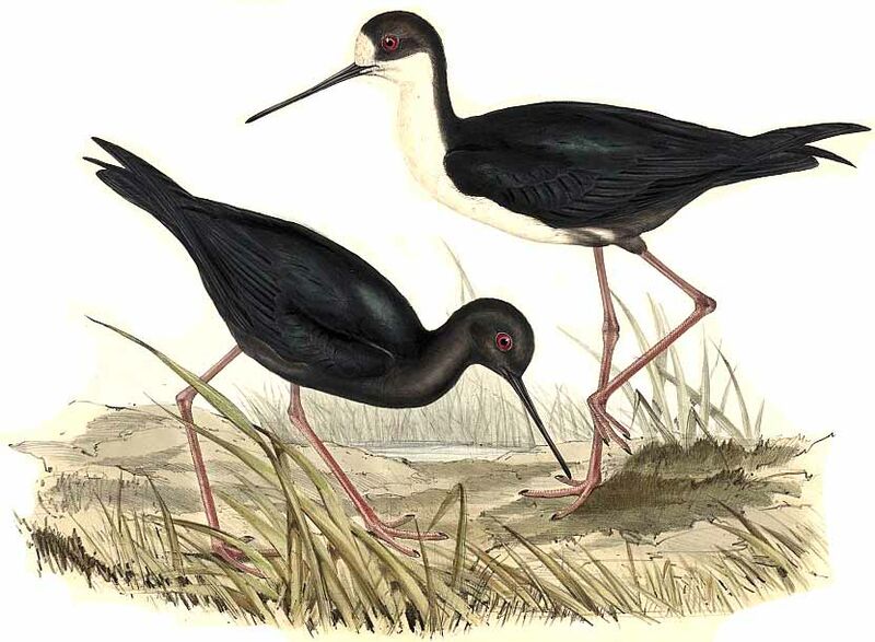 Black Stilt