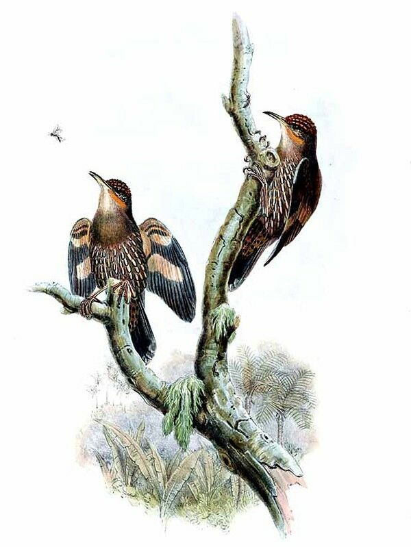 Papuan Treecreeper