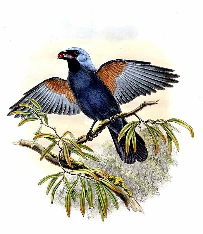 Stout-billed Cuckooshrike