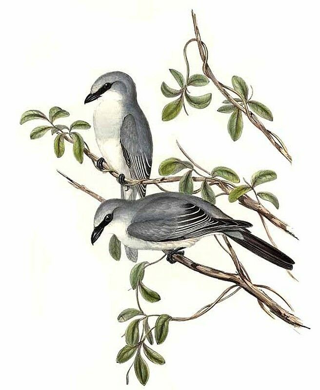 White-bellied Cuckooshrike