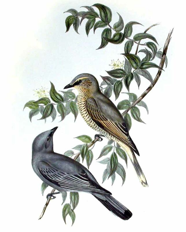 Sahul Cicadabird